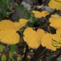 Lauraceae Obtusiloba, Lindera Obtusiloba Seed 500 PCS, San Ya Wu Yao