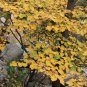 Lauraceae Obtusiloba, Lindera Obtusiloba Seed 500 PCS, San Ya Wu Yao