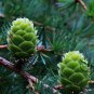 Larix Gmelinii, Dahurian Larch Seed 1000 PCS, Luoye Song