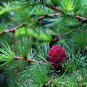 Larix Gmelinii, Dahurian Larch Seed 1000 PCS, Luoye Song