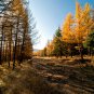 Larix Gmelinii, Dahurian Larch Seed 1000 PCS, Luoye Song