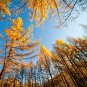 Larix Gmelinii, Dahurian Larch Seed 1000 PCS, Luoye Song