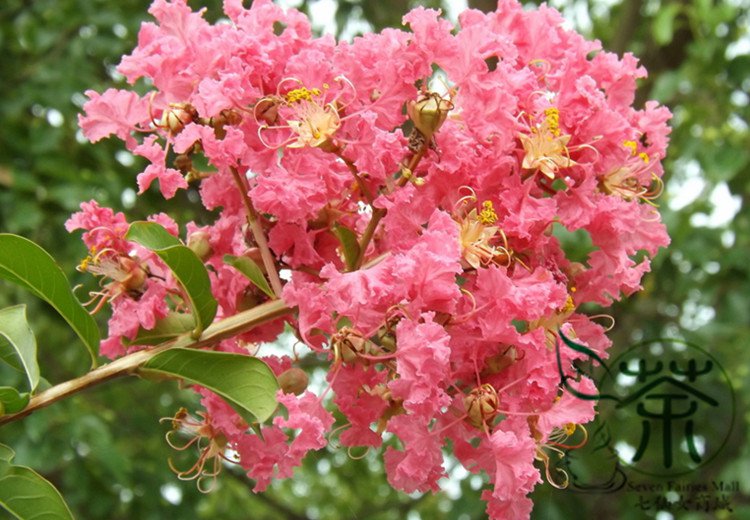 Lagerstroemia Indica, Crape Myrtle Seed 2000 PCS, Crepeflower Ziwei