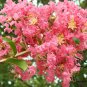 Lagerstroemia Indica, Crape Myrtle Seed 2000 PCS, Crepeflower Ziwei