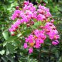 Lagerstroemia Indica, Crape Myrtle Seed 2000 PCS, Crepeflower Ziwei