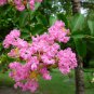 Lagerstroemia Indica, Crape Myrtle Seed 2000 PCS, Crepeflower Ziwei