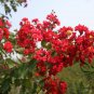 Lagerstroemia Indica, Crape Myrtle Seed 2000 PCS, Crepeflower Ziwei