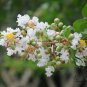 Lagerstroemia Indica, Crape Myrtle Seed 2000 PCS, Crepeflower Ziwei