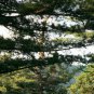 Korean Pine, Pinus Koraiensis Seed 200 PCS, Chinese Pinenut Hong Guo Song