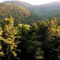 Korean Pine, Pinus Koraiensis Seed 200 PCS, Chinese Pinenut Hong Guo Song