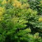 Koelreuteria Paniculata, Goldenrain Tree Seed 500 PCS, Huangshan Luan Shu