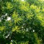 Koelreuteria Paniculata, Goldenrain Tree Seed 500 PCS, Huangshan Luan Shu