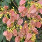 Koelreuteria Paniculata, Goldenrain Tree Seed 500 PCS, Huangshan Luan Shu