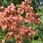 Koelreuteria Paniculata, Goldenrain Tree Seed 500 PCS, Huangshan Luan Shu