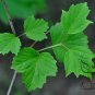 Koehne Viburnum, Viburnum Sargentii Seed 1000 PCS, Ji Shu Tiao