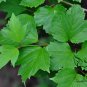 Koehne Viburnum, Viburnum Sargentii Seed 1000 PCS, Ji Shu Tiao