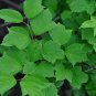 Koehne Viburnum, Viburnum Sargentii Seed 1000 PCS, Ji Shu Tiao