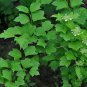 Koehne Viburnum, Viburnum Sargentii Seed 1000 PCS, Ji Shu Tiao