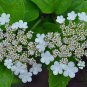Koehne Viburnum, Viburnum Sargentii Seed 1000 PCS, Ji Shu Tiao