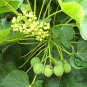 Jatropha Curcas, Barbados Nut Seed 100 PCS, Purging Nut Ma Feng Shu