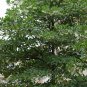 Japanese Blueberry, Elaeocarpus Decipiens Seed 300 PCS, Du Ying
