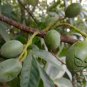 Japanese Blueberry, Elaeocarpus Decipiens Seed 300 PCS, Du Ying