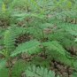 Jacaranda Mimosifolia, Blue Jacaranda Seed 200 PCS, Black Poui Lan Hua Ying