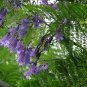 Jacaranda Mimosifolia, Blue Jacaranda Seed 200 PCS, Black Poui Lan Hua Ying