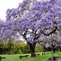 Jacaranda Mimosifolia, Blue Jacaranda Seed 200 PCS, Black Poui Lan Hua Ying