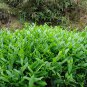 Iron Buddha Tieguanyin, Ti Kuan Yin Seed 100 PCS, Tie Guan Yin