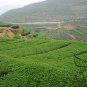 Iron Buddha Tieguanyin, Ti Kuan Yin Seed 100 PCS, Tie Guan Yin