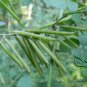 Indigofera Pseudotinctoria, Garden Green Seed 3000 PCS, Ma Ji