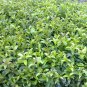 Ilex Rotunda, Kurogane Holly Seed 1000 PCS, Round Leaf Holly Tie Dong Qing