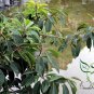 Ilex Rotunda, Kurogane Holly Seed 1000 PCS, Round Leaf Holly Tie Dong Qing