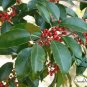 Ilex Rotunda, Kurogane Holly Seed 1000 PCS, Round Leaf Holly Tie Dong Qing