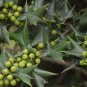 Ilex Cornuta, Chinese Holly Seed 500 PCS, Horned Holly Gou Gu