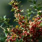 Ilex Cornuta, Chinese Holly Seed 500 PCS, Horned Holly Gou Gu