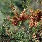 Ilex Cornuta, Chinese Holly Seed 500 PCS, Horned Holly Gou Gu