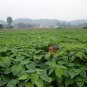 Idesia Polycarpa, Chinese Idesia Seed 2000 PCS, Shan Tong Zi