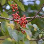 Idesia Polycarpa, Chinese Idesia Seed 2000 PCS, Shan Tong Zi