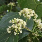 Hovenia Dulcis, Oriental Raisin Tree Seed 1000 PCS, Bei Zhi Ju