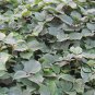 Hovenia Dulcis, Oriental Raisin Tree Seed 1000 PCS, Bei Zhi Ju