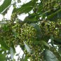 Hovenia Dulcis, Oriental Raisin Tree Seed 1000 PCS, Bei Zhi Ju