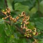 Hovenia Dulcis, Oriental Raisin Tree Seed 1000 PCS, Bei Zhi Ju