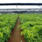 Hevea Brasiliensis, Para Rubber Tree Seed 30 PCS, Xiang Jiao Shu