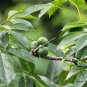 Hevea Brasiliensis, Para Rubber Tree Seed 30 PCS, Xiang Jiao Shu