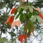 Hevea Brasiliensis, Para Rubber Tree Seed 30 PCS, Xiang Jiao Shu