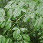 Heteropanax Fragrans, Panax Fragrans Seed 500 PCS, Huang San Feng