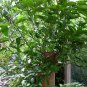 Heteropanax Fragrans, Panax Fragrans Seed 500 PCS, Huang San Feng