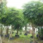 Heteropanax Fragrans, Panax Fragrans Seed 500 PCS, Huang San Feng